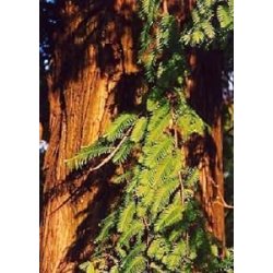 Tropica - preistoria - albero mammut (Metasequoia...