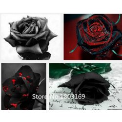 2016 100 semi di rosa rari Black Rose fiore con...