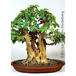 Tropica - Bonsai - Bobaum / Bodhibaum (Ficus...