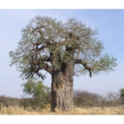 Adansonia digitata (Baobab) - 5 semi