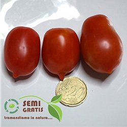 SemiGratis - 40 semi di Pomodoro Pendolino -...